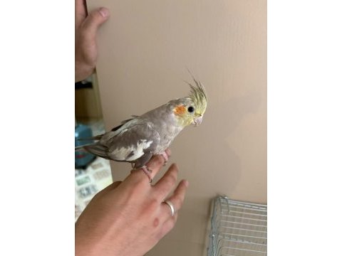 2 buçuk yaşında garanti bakıcı grey takım sultan