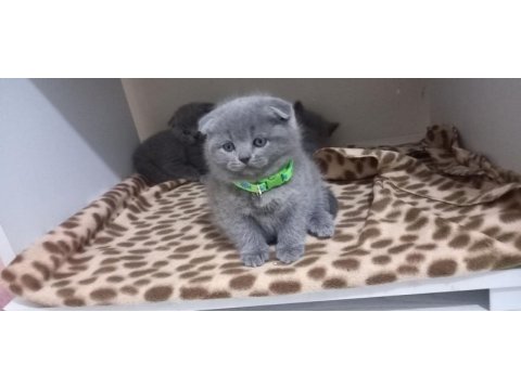 British shorthair yavru kedimiz