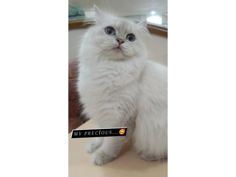Golden british longhair bluepoint ay2233