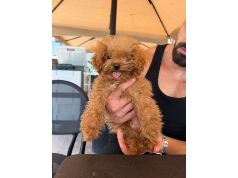 Kore erkek poodle mini