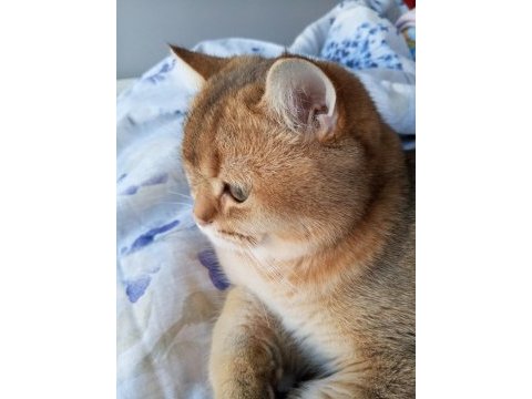 Golden british shorthair kedisi