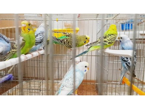 Yavru ve yetişkin muhabbet kuşu