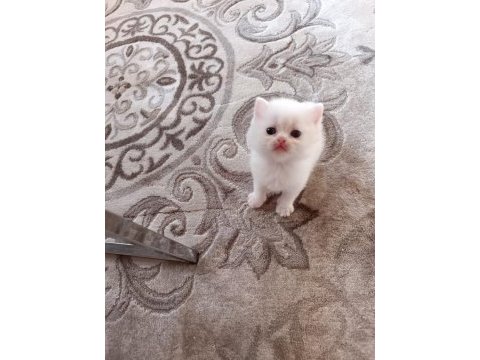 Kedimiz izmir içi elden teslim edilir