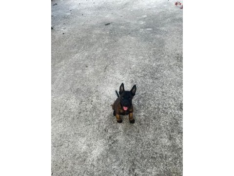 Belçika malinois bebekler