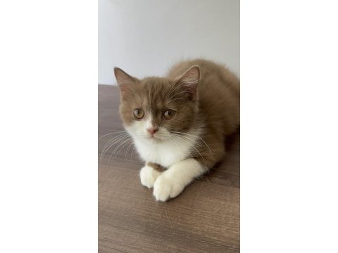 British shorthair yavrumuz