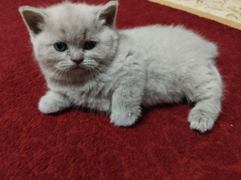 A kalite british shorthair yavru