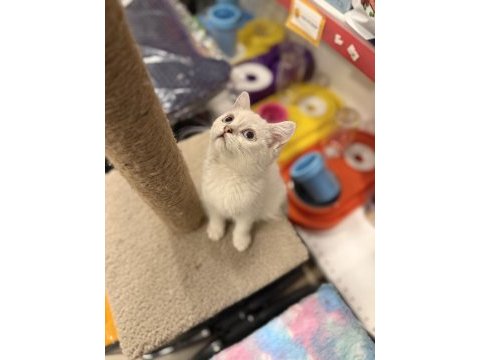 British shorthair iki aylık