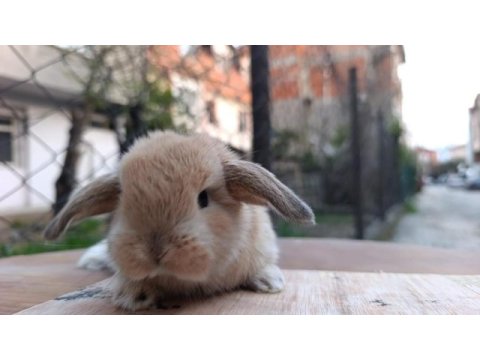 Holanda lop mini lop cuce tavşanlar gönderim var