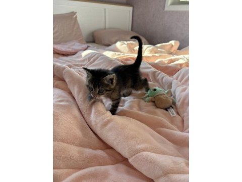 1 aylık tatlı lili tekir kedimiz