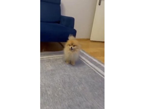 Erkek eğitimli pomeranian boo