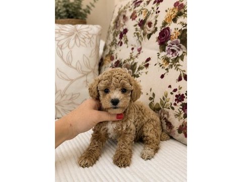 Mini boy maltipoo oğlumuz