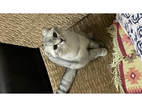 Scottish fold