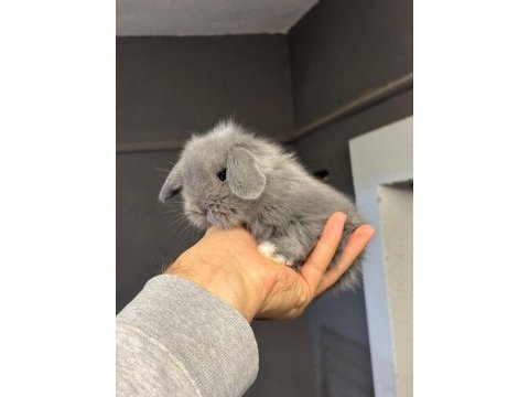 Hollanda lop tavşanları