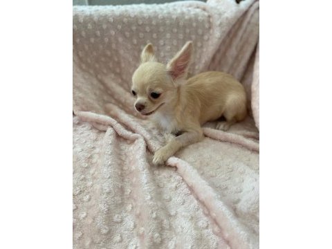 Gülen surat chihuahua (şivava) kızımız