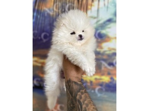 Pomeranian bebekler hazır