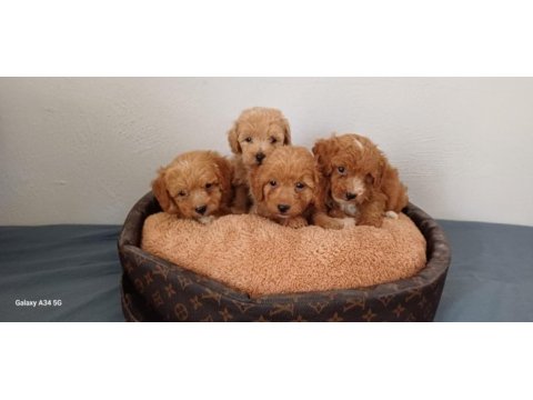 Maltipoo yavru