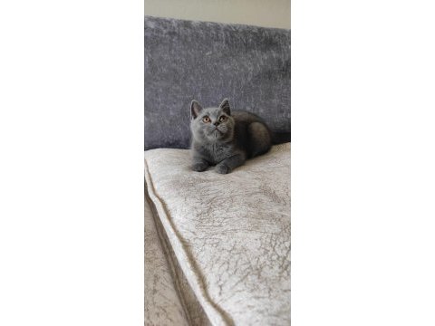 British shorthair 3 aylık yavru kedimiz