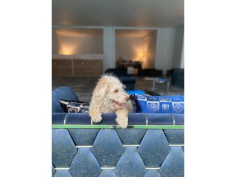 6 aylık maltipoo ücretsiz sahiplendirilecektir
