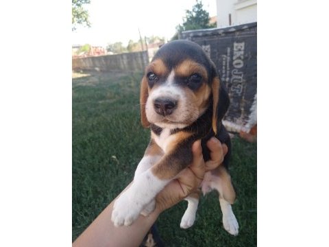 2 adet dişi beagle