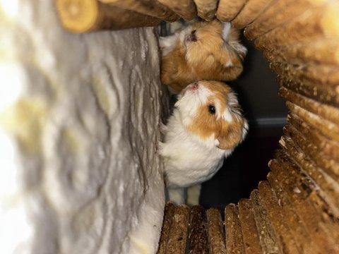 Ginepig bebekleri yuvasını bekliyor