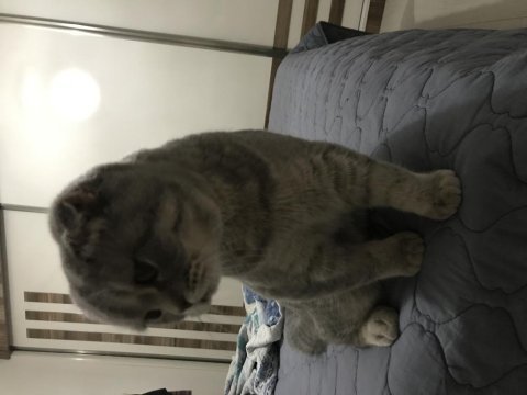 Bursa scottish fold