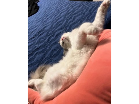 Çiftleştirme safkan dişi ragdoll