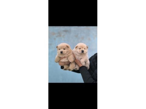 Kaliteli çin aslanı chow chow yavrular