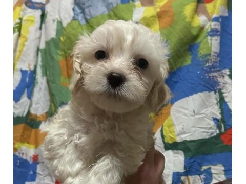 Yavru maltese terrier