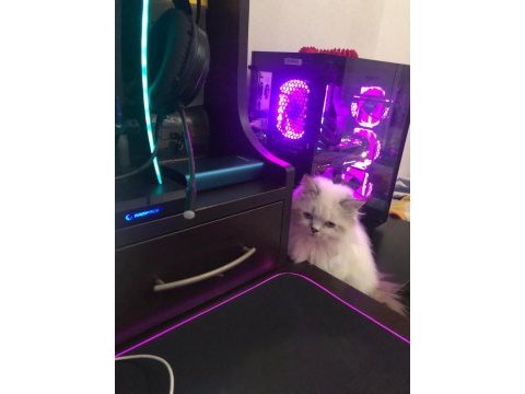 British longhair erkek kedime eş ilanı