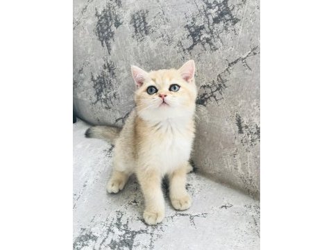 Dünyaca ünlü şecere sahibi british shorthair yavrularımız