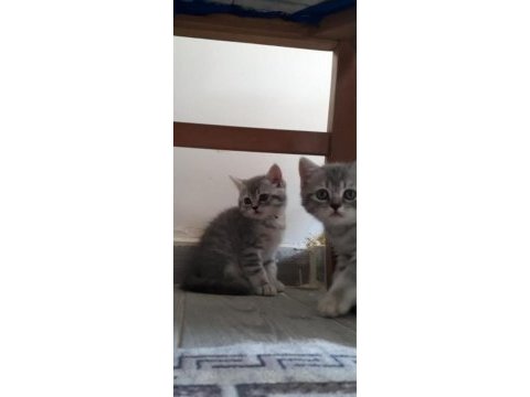 British shorthair scottish fold yavrular