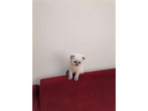Scottish fold kediler yeni ailelerini bekliyorlar