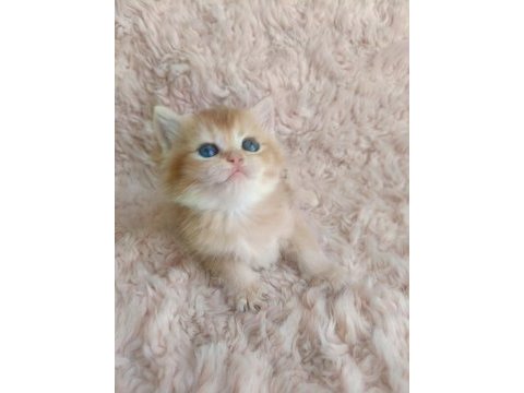 Golden british shorthair kızlar serisi