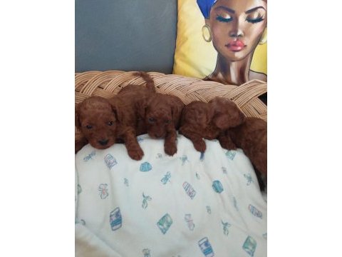 Toy poodle erkek