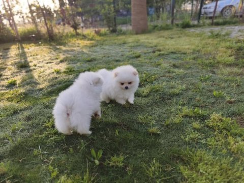 Ayıcık pomeranian boo