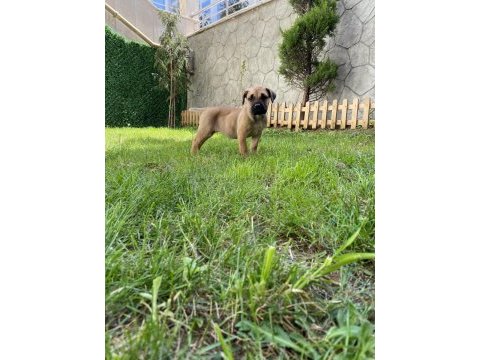 Presa canario tatlı bebek lili aile arıyor