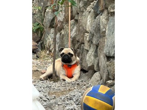 Aşılı kimlikli eğitimli pug