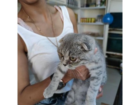 Bebek scottish fold her ile güvenli gönderim yapılır
