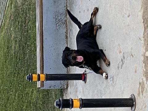 2 yaşında rottweiler erkek
