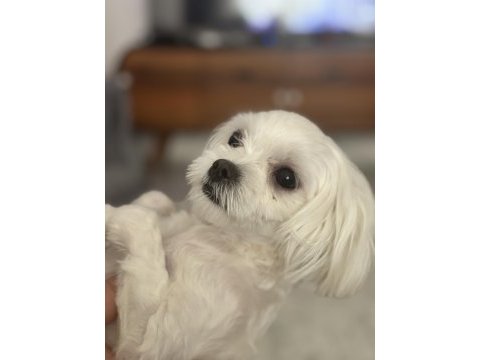 Leo ve lessie maltese