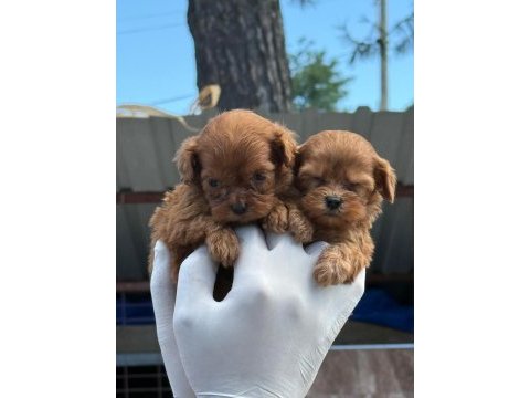 Ev doğumlu maltipoo yavrular