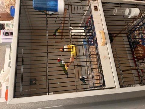 Goldian finch takımlar