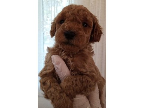 Kaliteli orjinal toy poodle yavrularımız