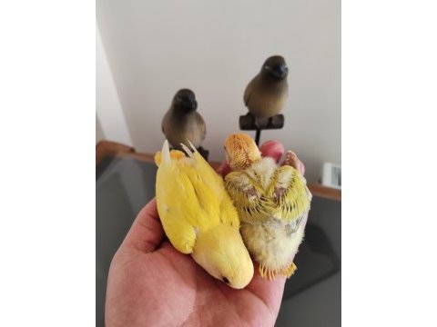 Üst mutasyon sevda papağanı yavrularım