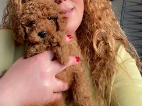 Kore - red brown - a kalite bebek yüzlü poodle