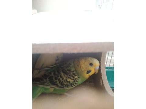 Yavru lutino ve bir takım muhabbet kuşu