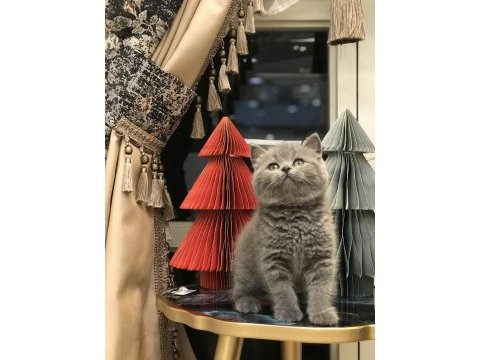 Brıtısh shorthair gri yavrularım teslime hazır
