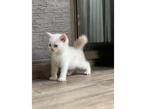 Erkek british shorthair güzel yavru