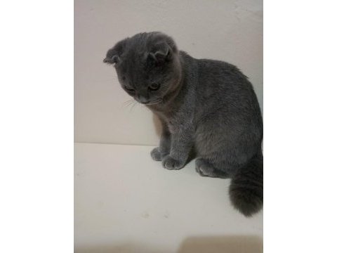 2.5 aylık scottish fold erkek (son yavru)