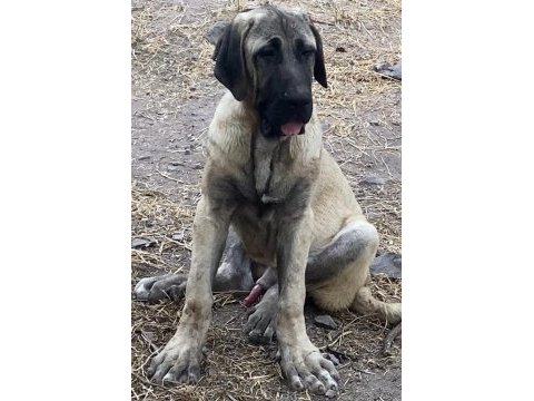 Köpeğimizi sahiplendiriyoruz